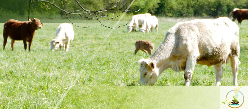 Intrants d'&eacute;levage chez Agri Bio &eacute;nergie &agrave; etreville